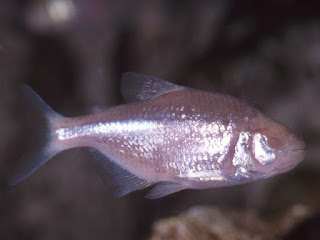 Blind Cave Tetra Fish Pictures