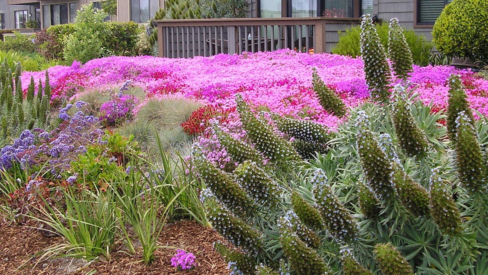 field of ice plant (Delosperma cooperi?)