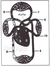 Mekanisme peredaran darah besar, dari jantung ke seluruh tubuh, kembali ke jantung, soal IPA SMP UN 2017 no. 34