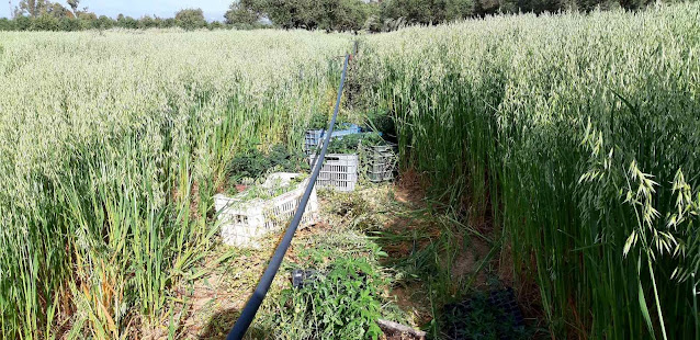 ΤΑ (646) ¨ΓΛΑΣΤΡΑΚΙΑ¨ΤΟΥ ΚΡΗΤΙΚΟΥ