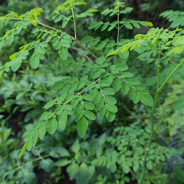 What is Moringa?