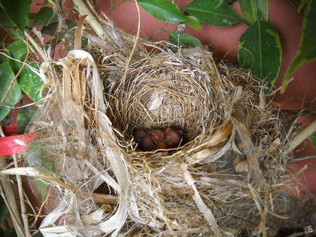 DSCN9544_2