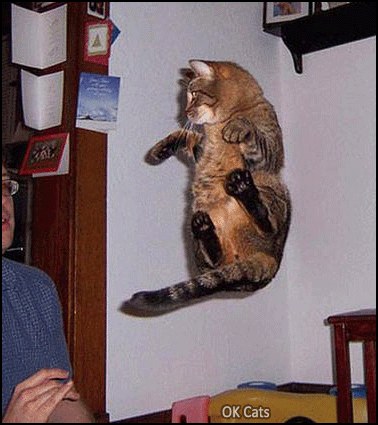 Art Cat GIF •  Woman mesmerized by her cat floating in the air. Paranormal CATivity! [ok-cats.com]