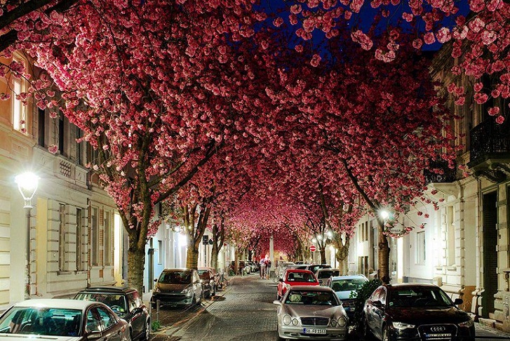 Cherry Blossom Tunnel, Pesona Terowongan Bunga Sakura