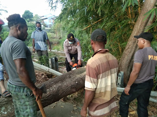 Polisi dan Warga Bersihkan Pohon Tumbang di Jalan Buper Waena