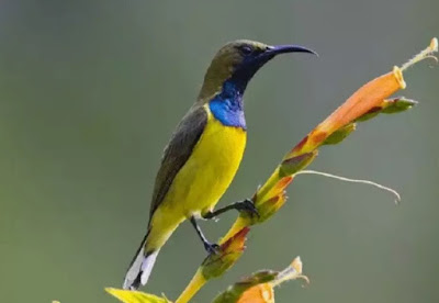 Burung kolibri sriganti