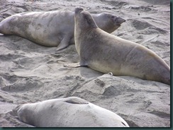 Elephant Seals 2012 005