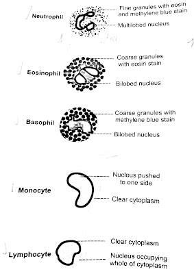 DIFFERENT WHITE BLOOD CELLS