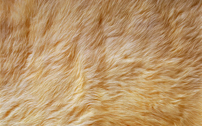 Fur wallpaper for bedrooms