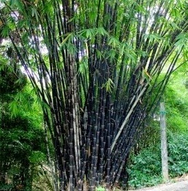 manfaat bambu untuk kehidupan manusia Dunia Alam
