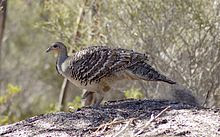 Foto Burung Malleefowl