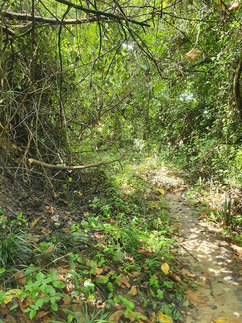 草比人高的半屏山後段下山路徑