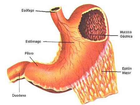 partes del cuerpo humano. La Ciencia Amena.