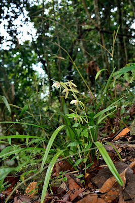 Cymbidium ensifolium - The four-season orchid care and culture