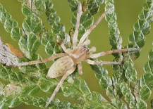 Looking down on a garden ghost spider, Hibana gracilis, on a multi-segmented leaf.