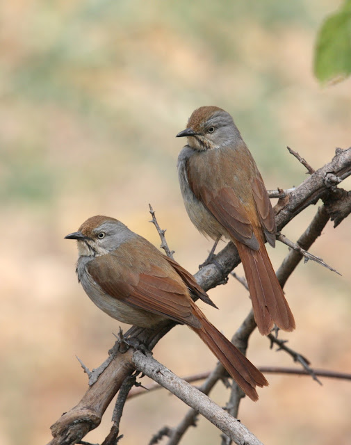 Cichladusa arquata