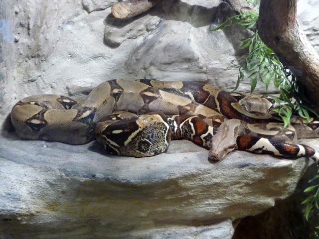 boa yılanı