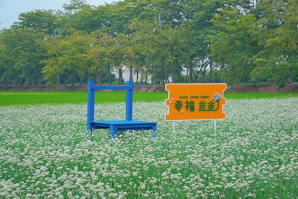 彰化埤頭韭菜花田「幸福韭韭」就像雪景，東螺溪木棉道旁美照輕鬆拍