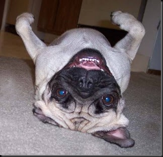 pug 10