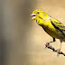 Memilih Burung Kenari Bahan ( Bakalan )