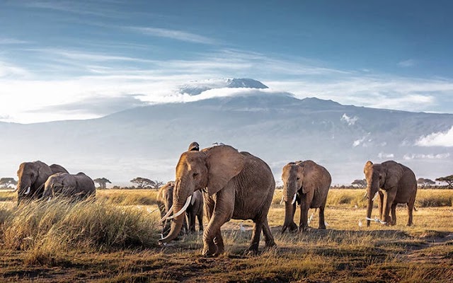 Κένυα: Πάνω από 200 ελέφαντες πέθαναν μέσα σε 8 μήνες λόγω της ξηρασίας