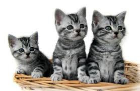 American Shorthair Cat Breed