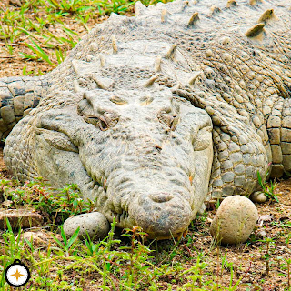 Imponente cocodrilo de gran tamaño en el Zoológico El Arca, que ha sido rescatado y protegido, representando la importancia de la conservación de especies en peligro.