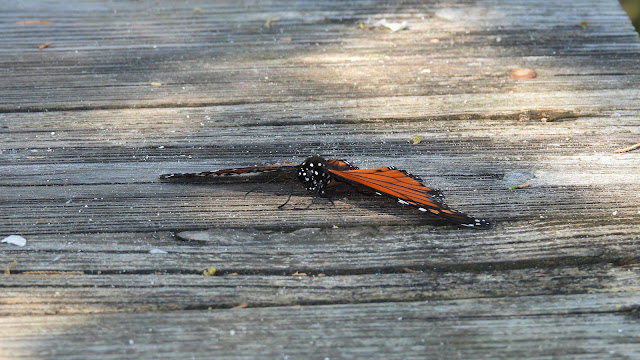 Jekyll Island