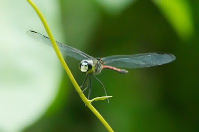 Agrionoptera insignis