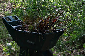 pre-planting ornamental grasses