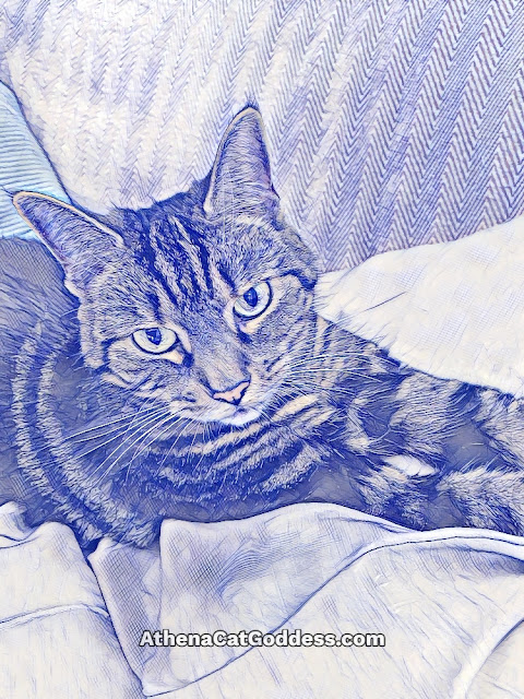 tabby cat relaxing on cushion
