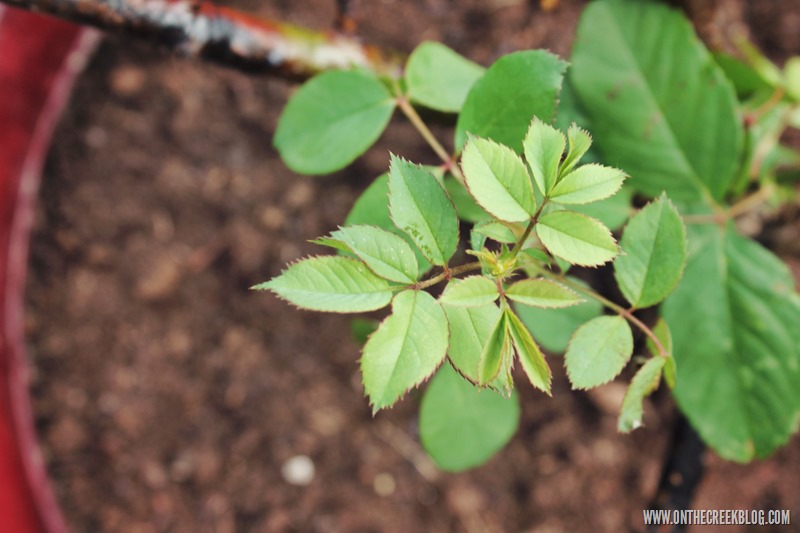 rose plant