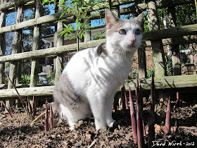 cat guarding the bamboo shoots, animals, backyard, trees