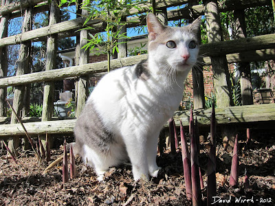 cat guarding the bamboo shoots, animals, backyard, trees