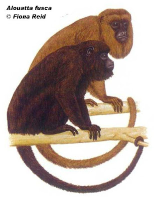 Brown howler Monkey