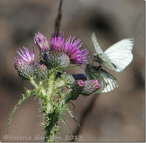 30-green-veined