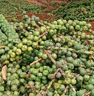 Cara mengolah buah kolang kaling yang masih mentah