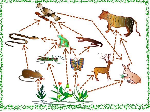 Biology-Animal cell-food chain  Studywell