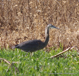 Great Blue Heron Catching Rodents, 12/02/10 Nine Acre Corner