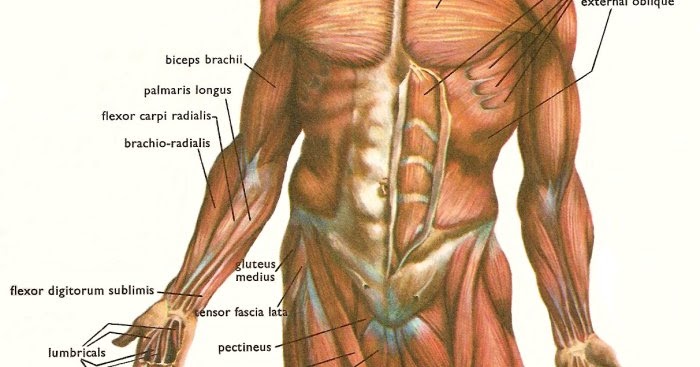 i love physical therapy: What is the strongest muscle in ...