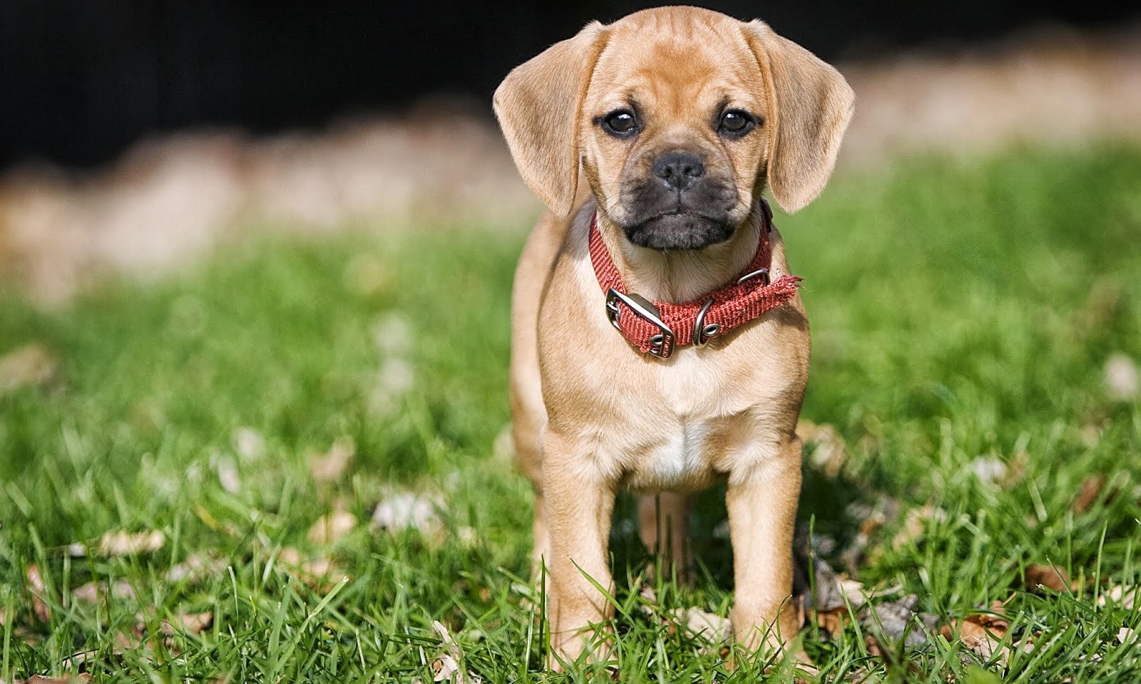  Puppy  Photography 1080p Wallpapers 