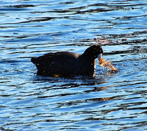 5. coot-kab