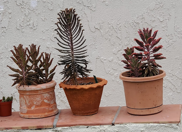 Three potted plants