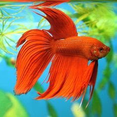 hd 2016fish wallpaper pictures photos free download 1