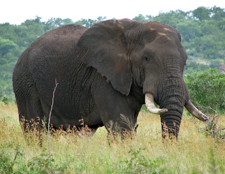 african bush elephant