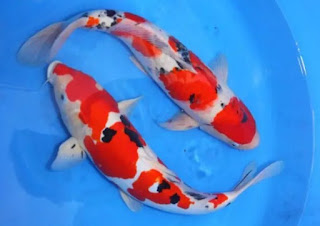 Ikan Koi