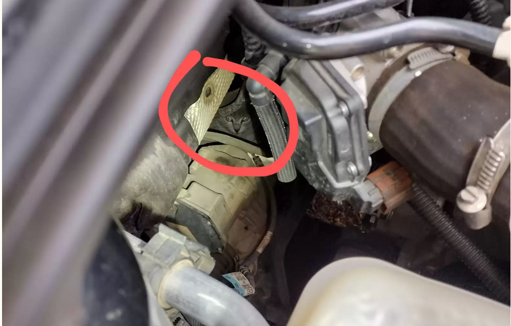 a kitten hidden in car engine