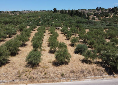 شجرة الغرقد اليهودية Gharqad tree