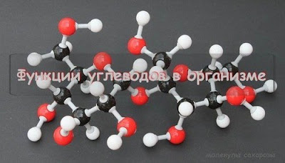 Функции углеводов в организме