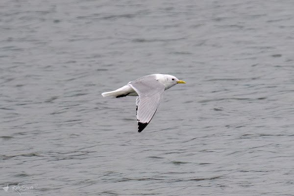 Kittiwake